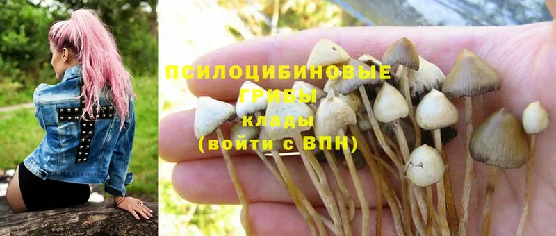 Галлюциногенные грибы Cubensis Партизанск